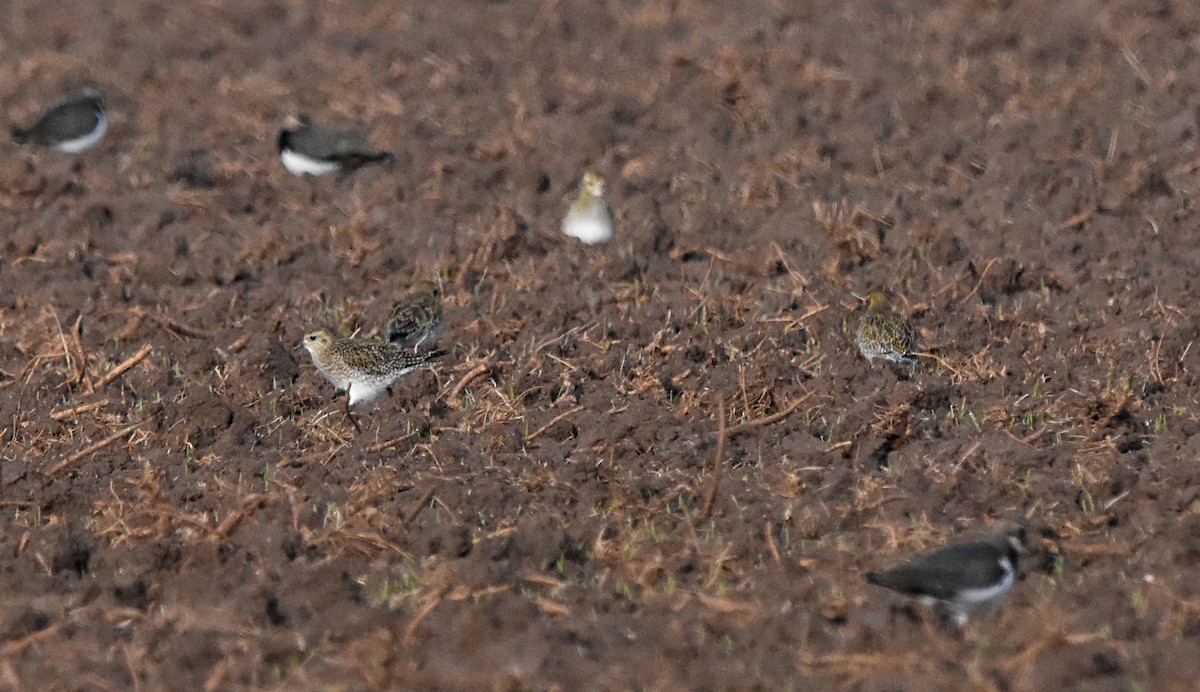 European Golden-Plover - ML647563224