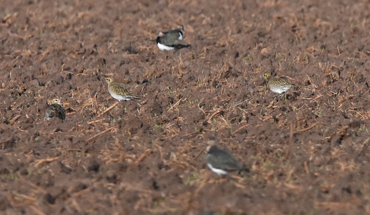 European Golden-Plover - ML647563225