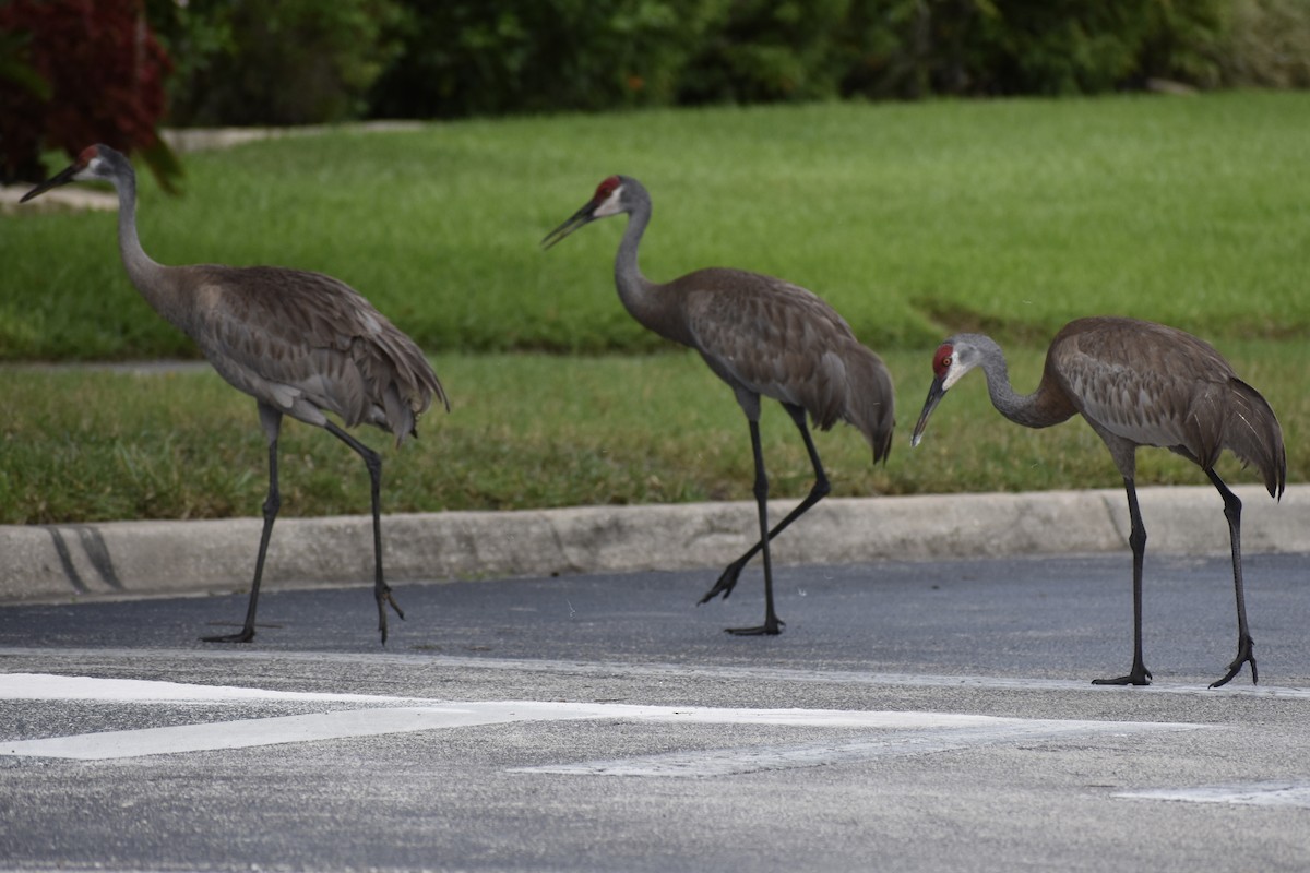 Sandhill Crane - ML647563233