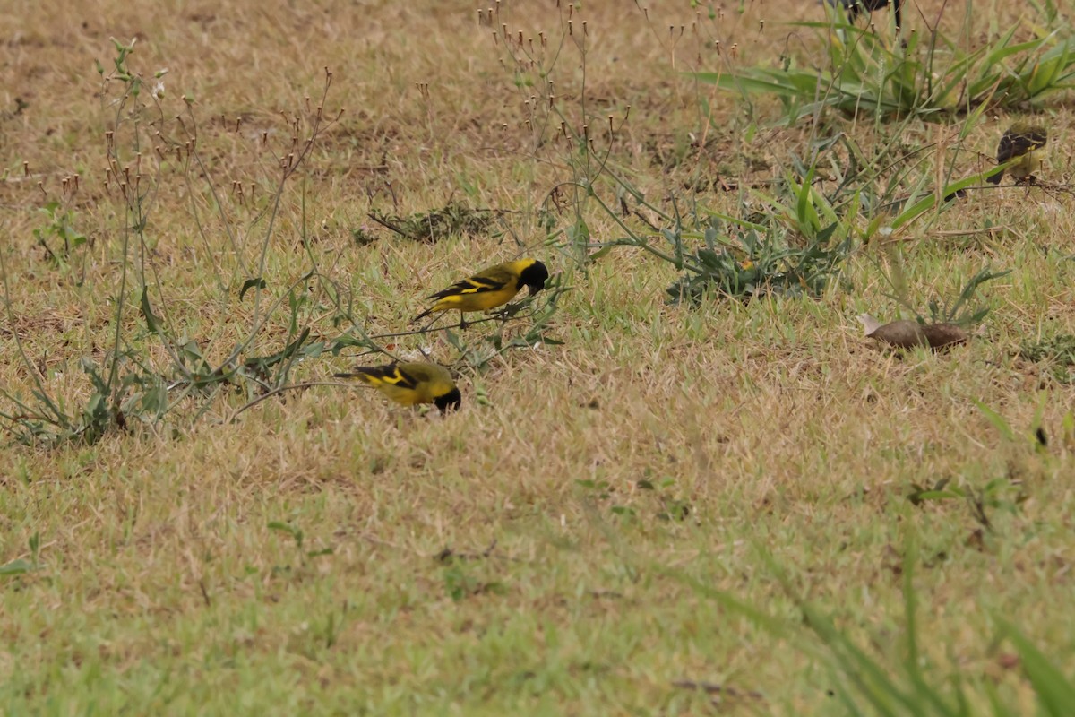 Hooded Siskin - ML647563240