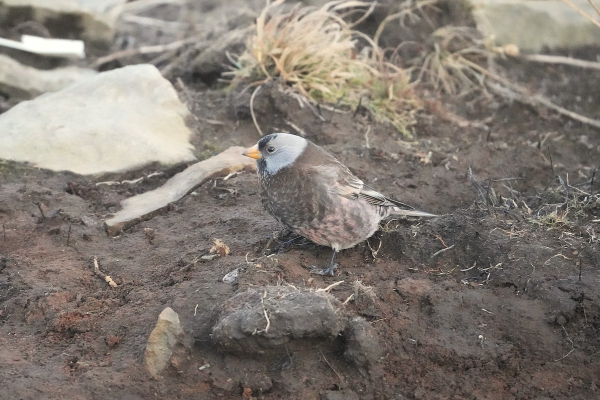 Pinzón Montano Nuquigrís (griseonucha) - ML647563268