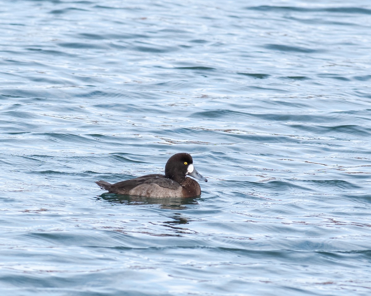 Морская чернеть - ML647563274