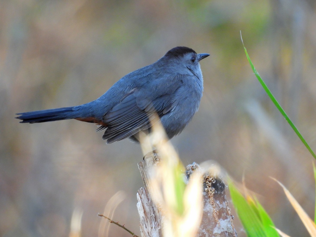 Gray Catbird - ML647563299