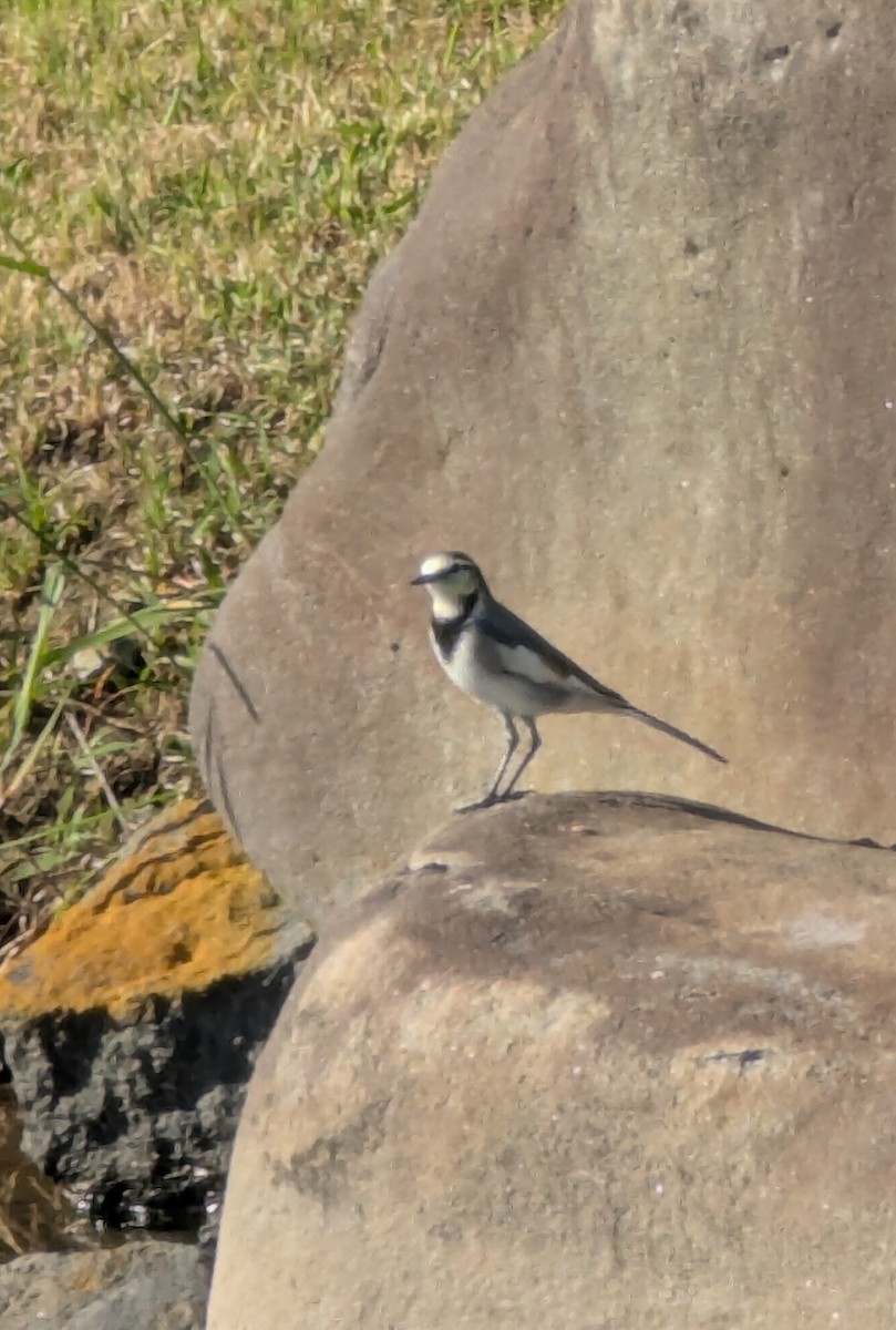 White Wagtail - ML647563302