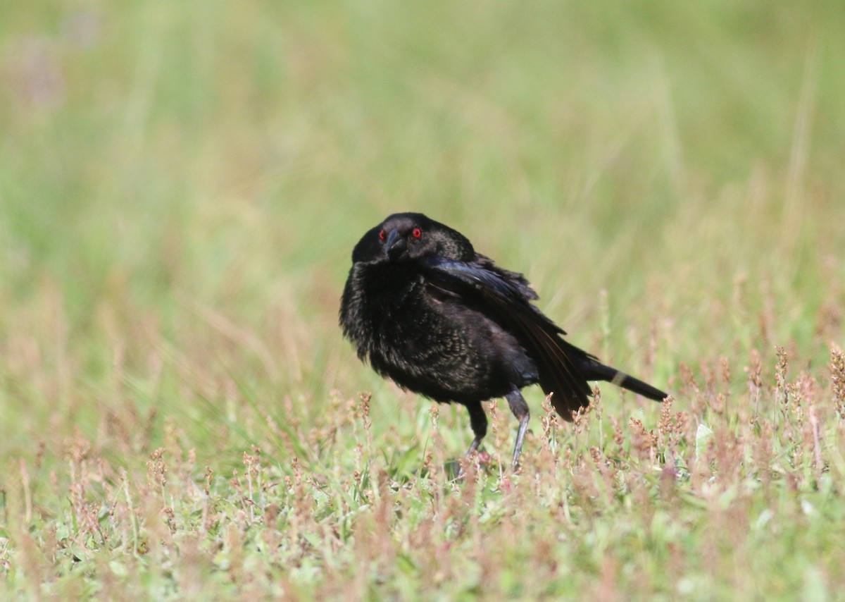 Bronzed Cowbird - ML647563326