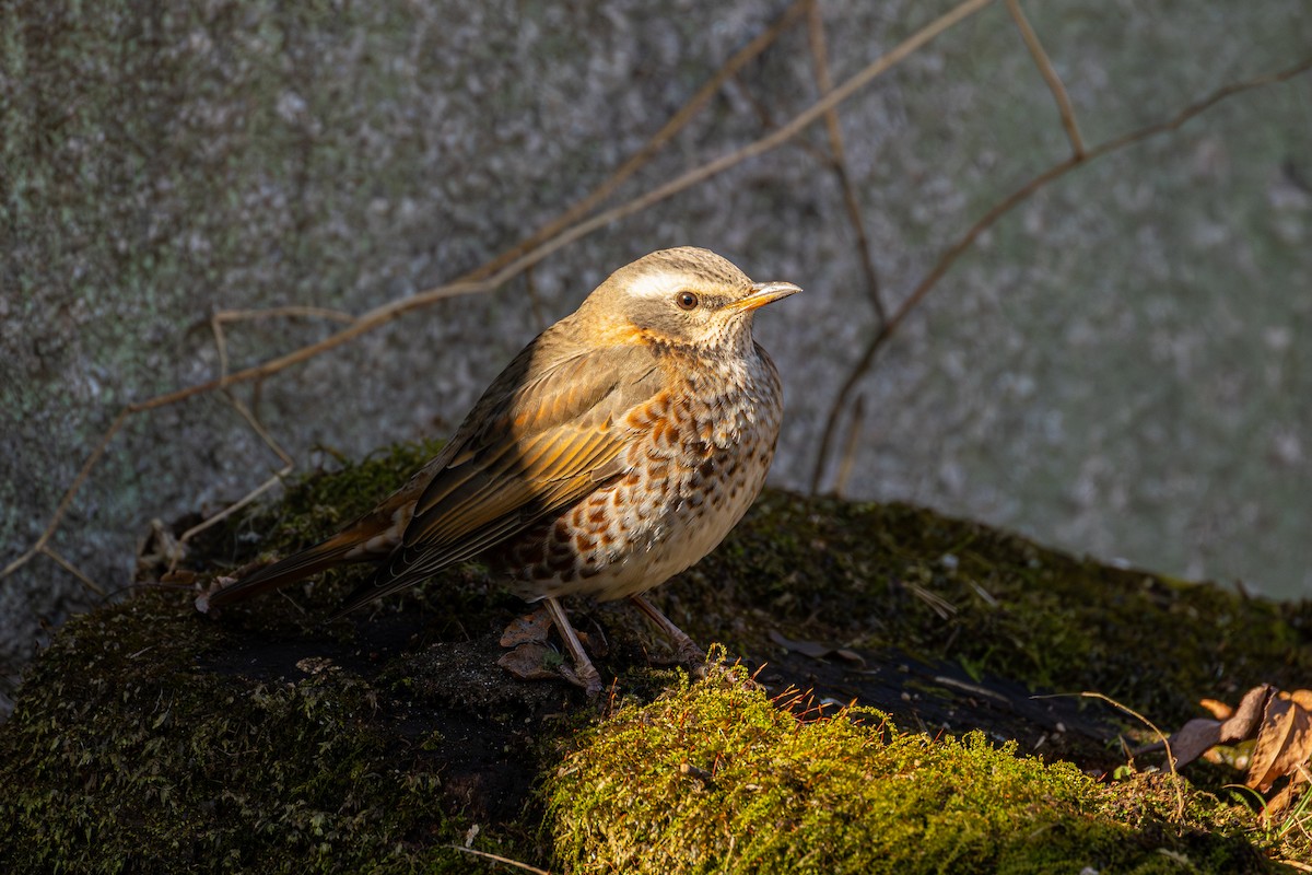 Naumann's Thrush - ML647563353