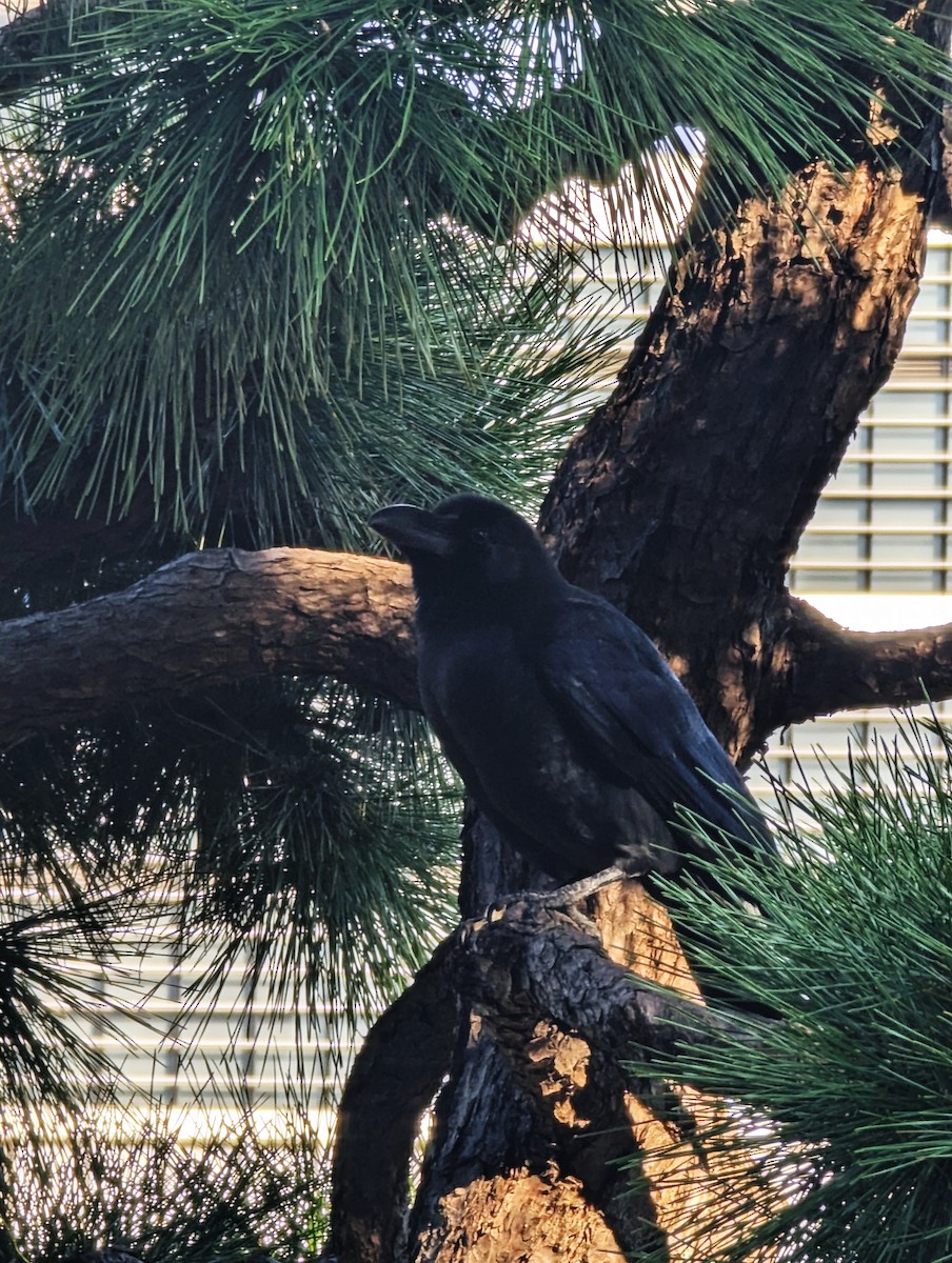 Large-billed Crow - ML647563448