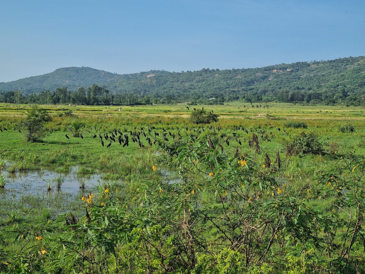 African Openbill - ML647563474