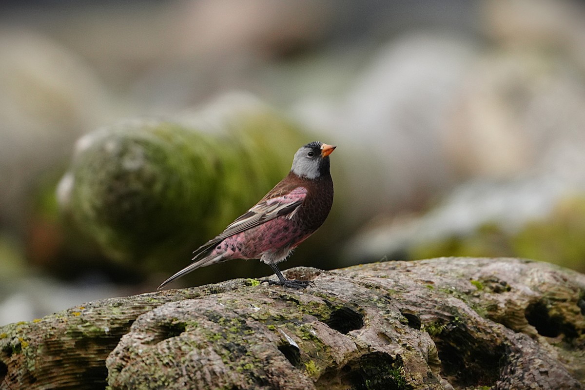 Pinzón Montano Nuquigrís (griseonucha) - ML647563486