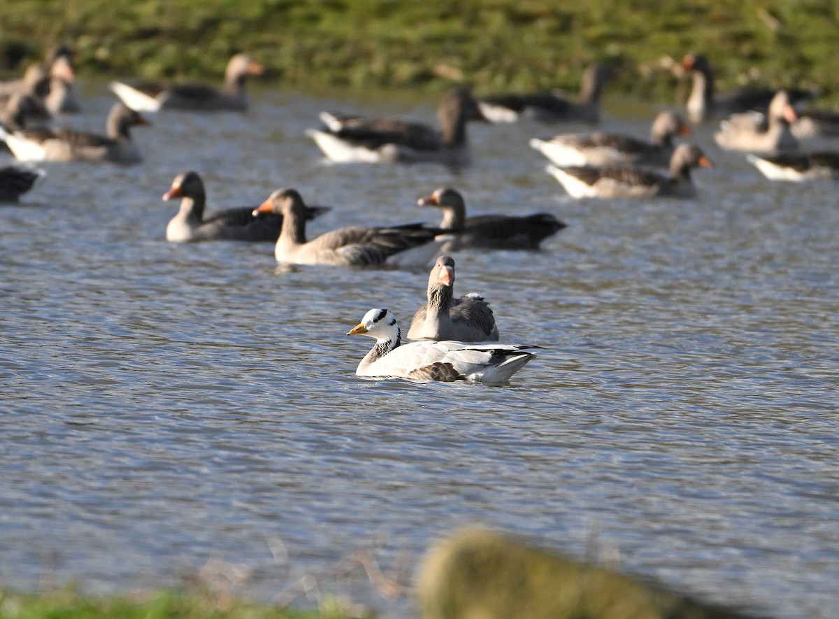 Oie à tête barrée - ML647563492