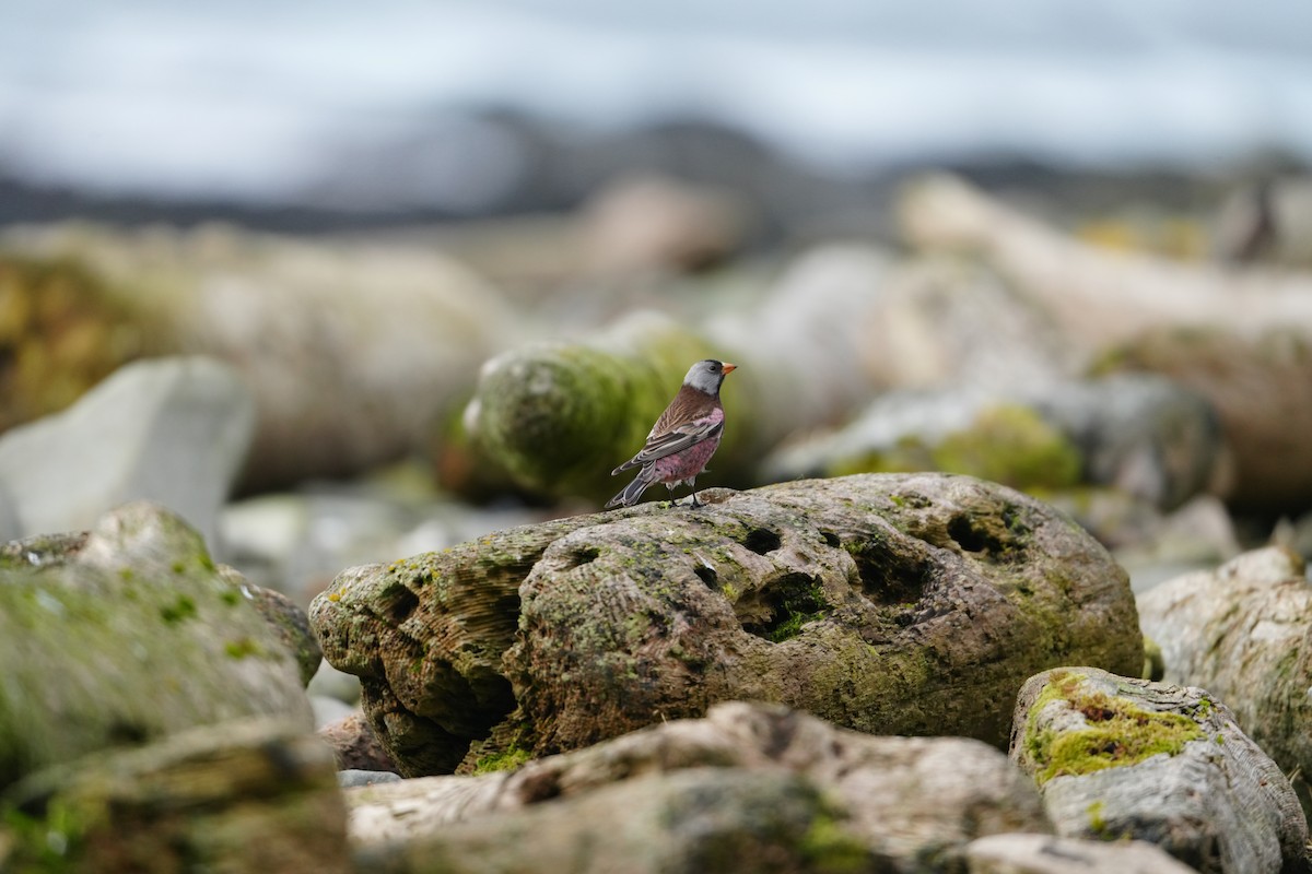 Pinzón Montano Nuquigrís (griseonucha) - ML647563495