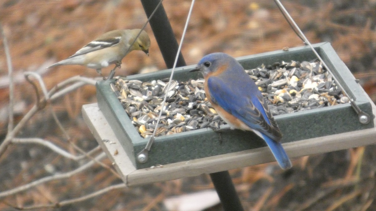 Eastern Bluebird - ML647563509