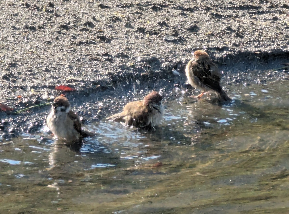 Eurasian Tree Sparrow - ML647563514