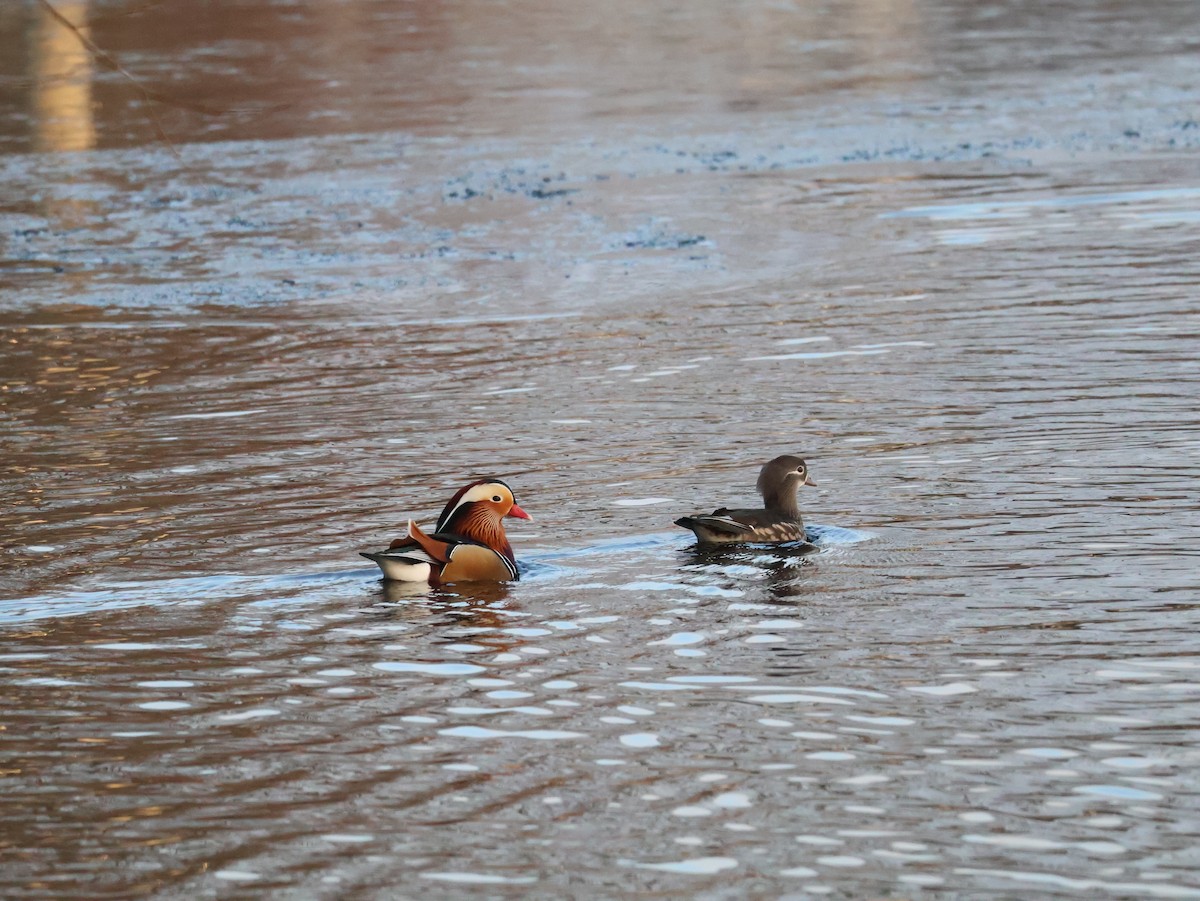 Pato Mandarín - ML647563541