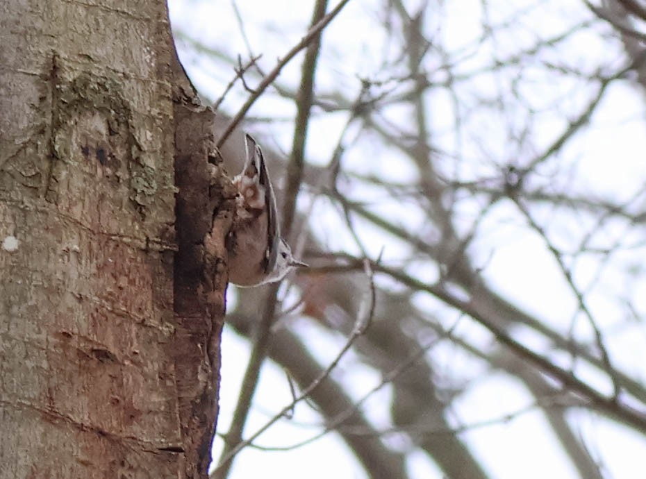 Sittelle à poitrine blanche - ML647563564