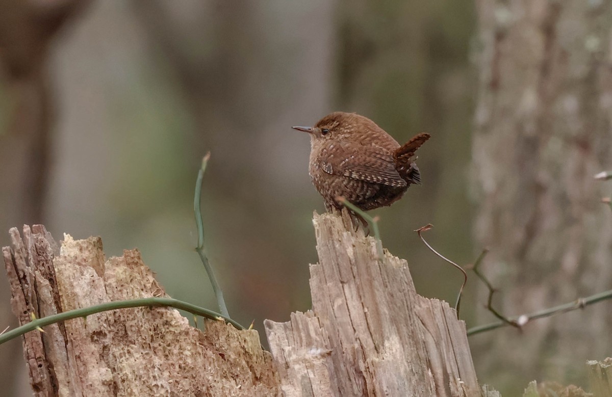 フユミソサザイ - ML647563595