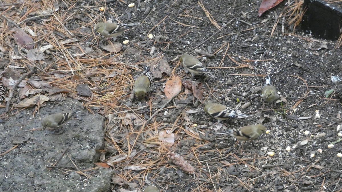 American Goldfinch - ML647563596