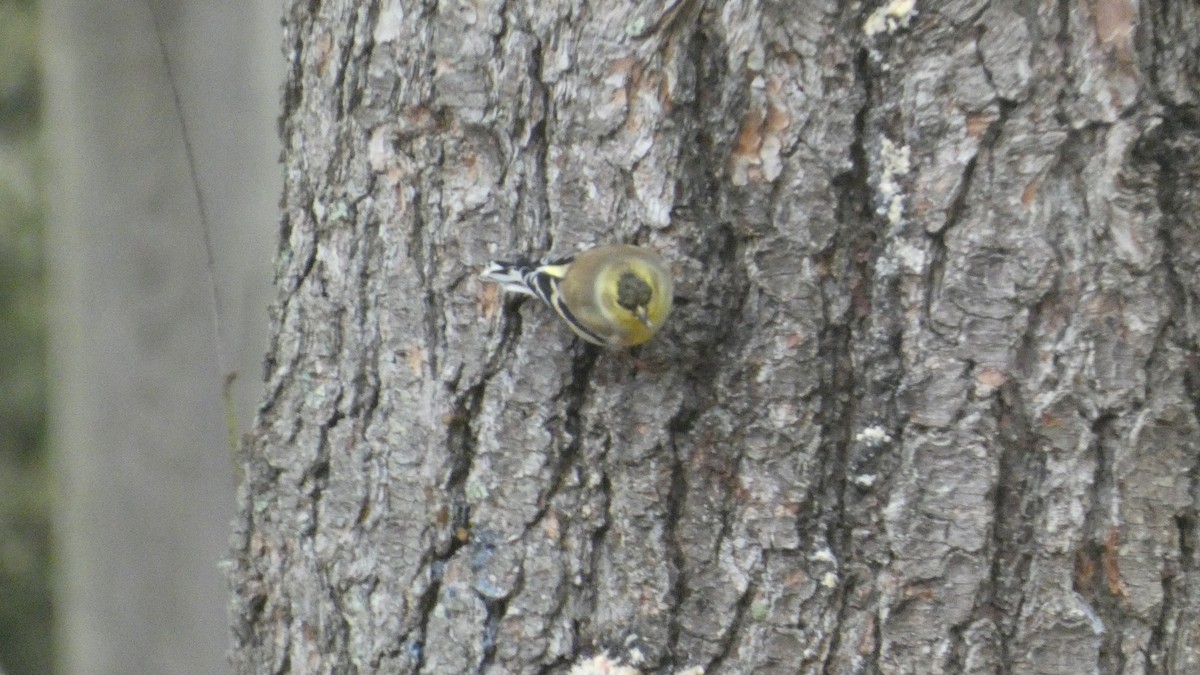 American Goldfinch - ML647563597
