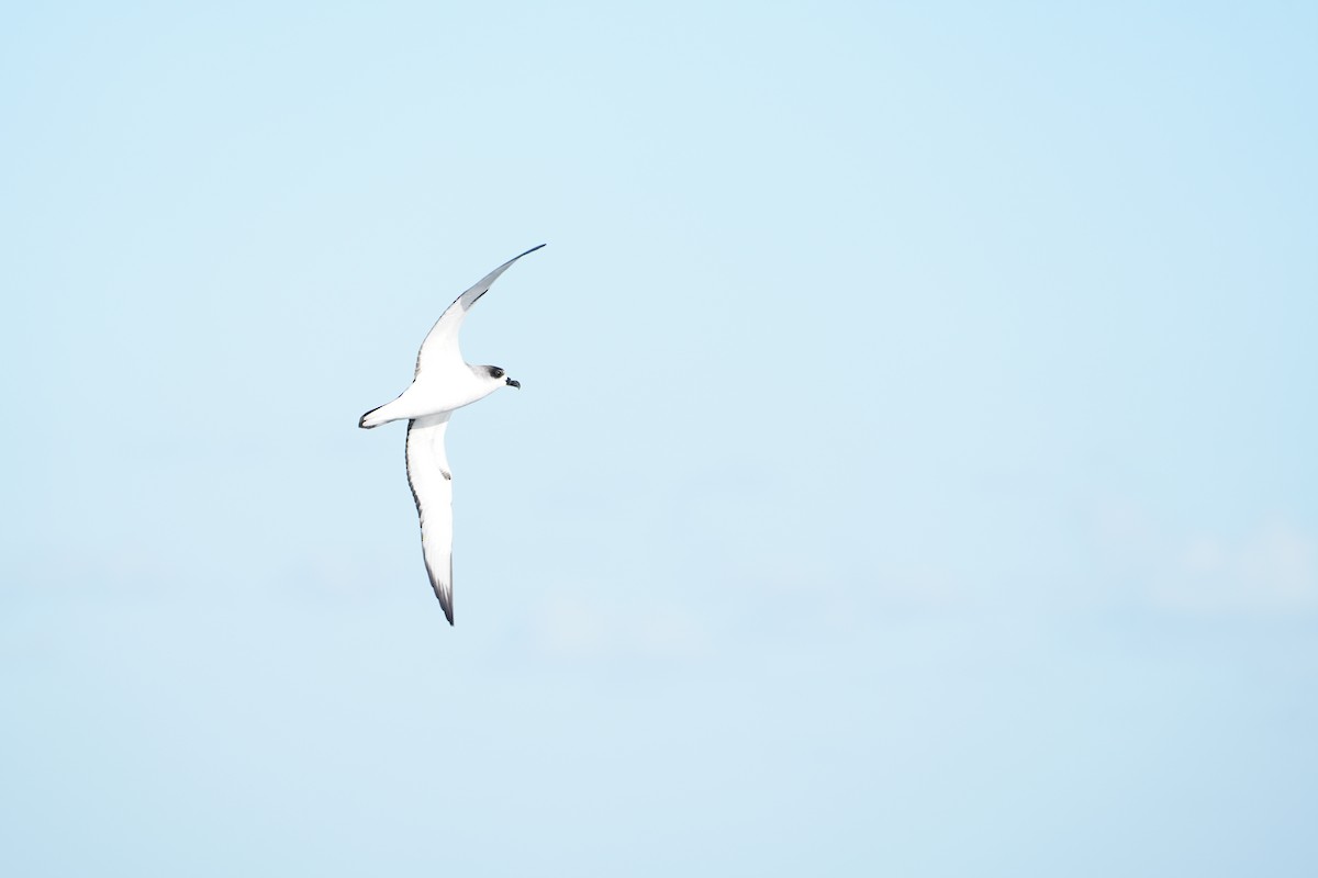 Robinsonsturmvogel - ML647563598