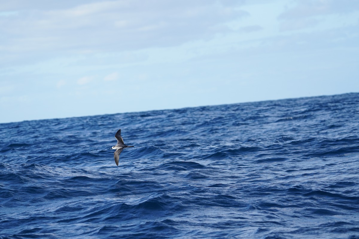 Robinsonsturmvogel - ML647563599