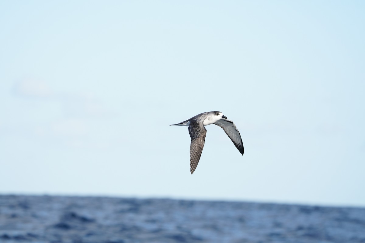 Robinsonsturmvogel - ML647563600