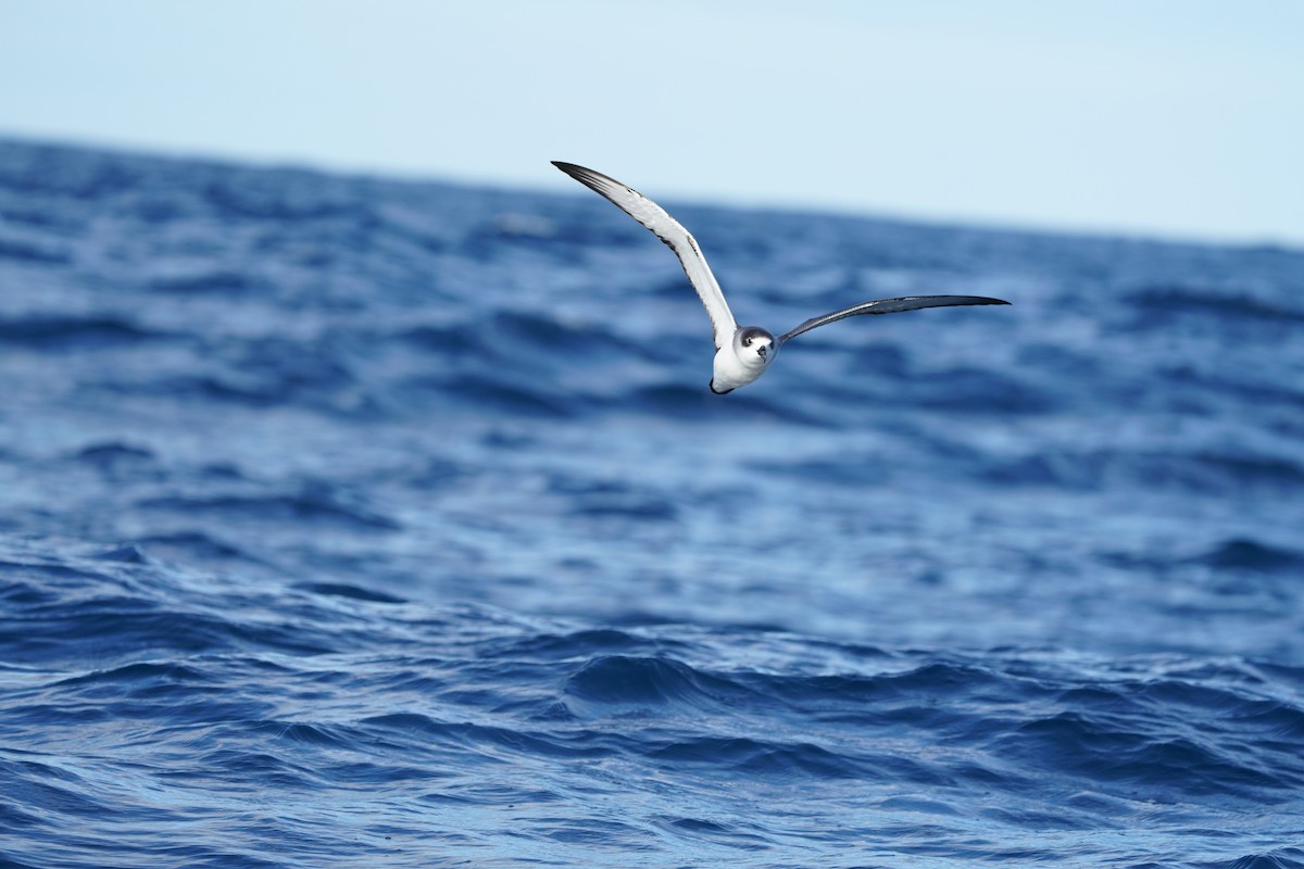 Robinsonsturmvogel - ML647563601