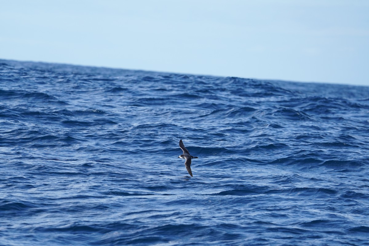 Robinsonsturmvogel - ML647563602