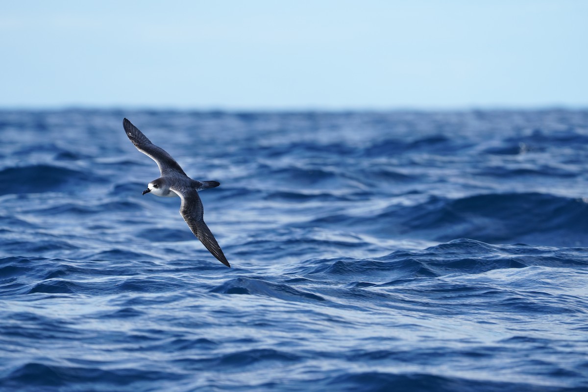 Robinsonsturmvogel - ML647563603