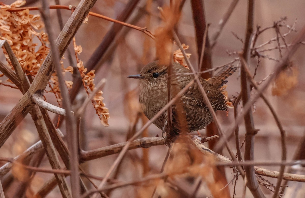 フユミソサザイ - ML647563609