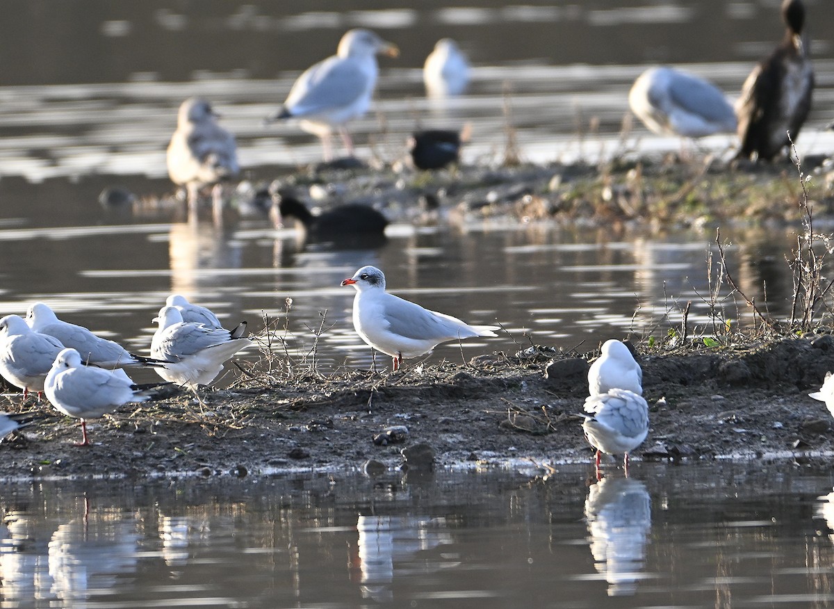 Mediterranean Gull - ML647563619