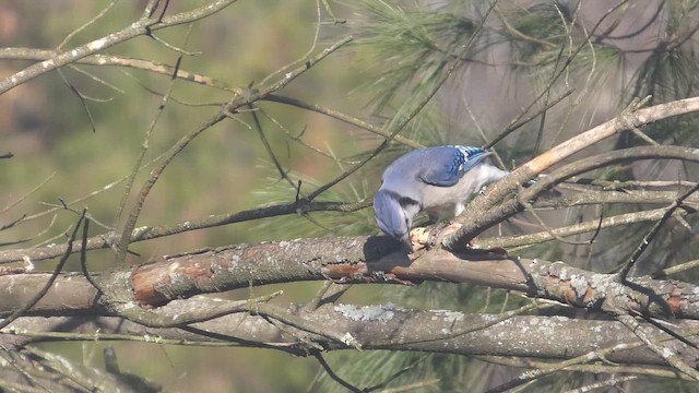 Blue Jay - ML647563627