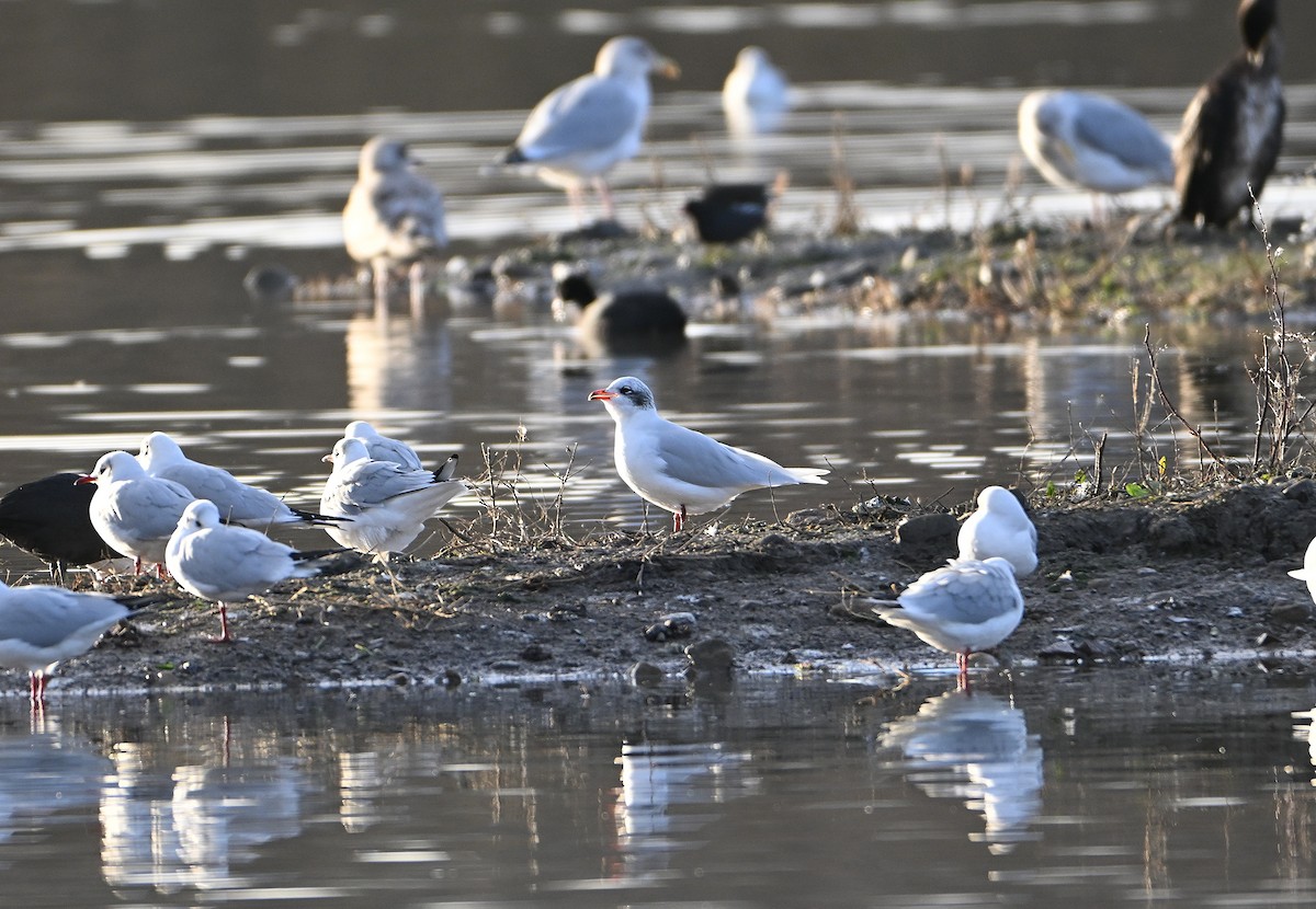 Mediterranean Gull - ML647563651