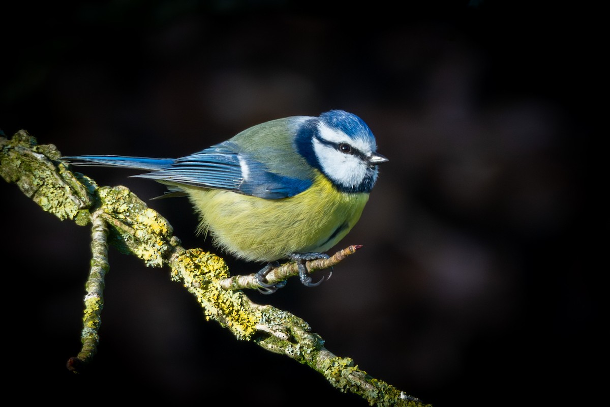 Eurasian Blue Tit - ML647563653
