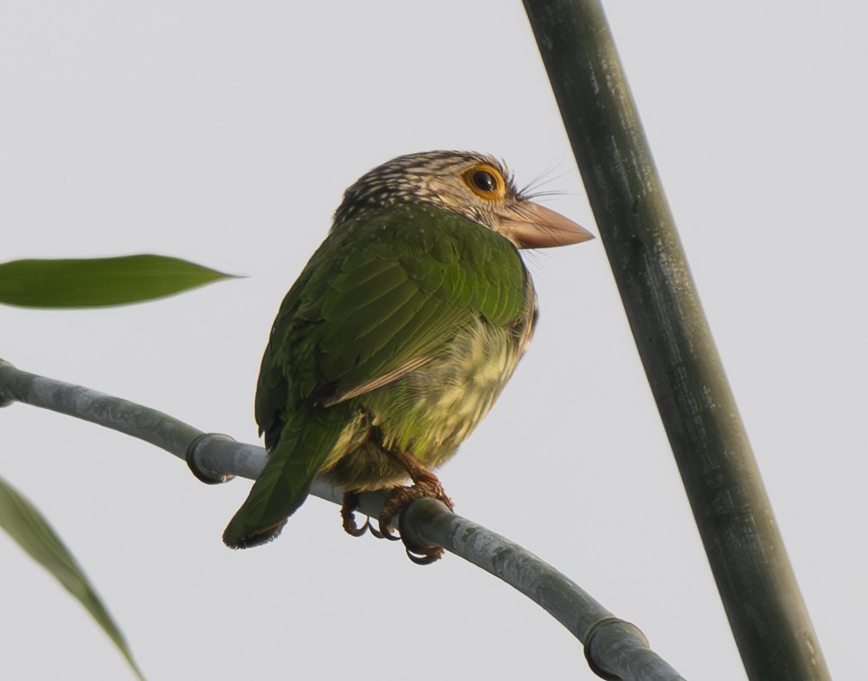 シロボシオオゴシキドリ - ML647563681