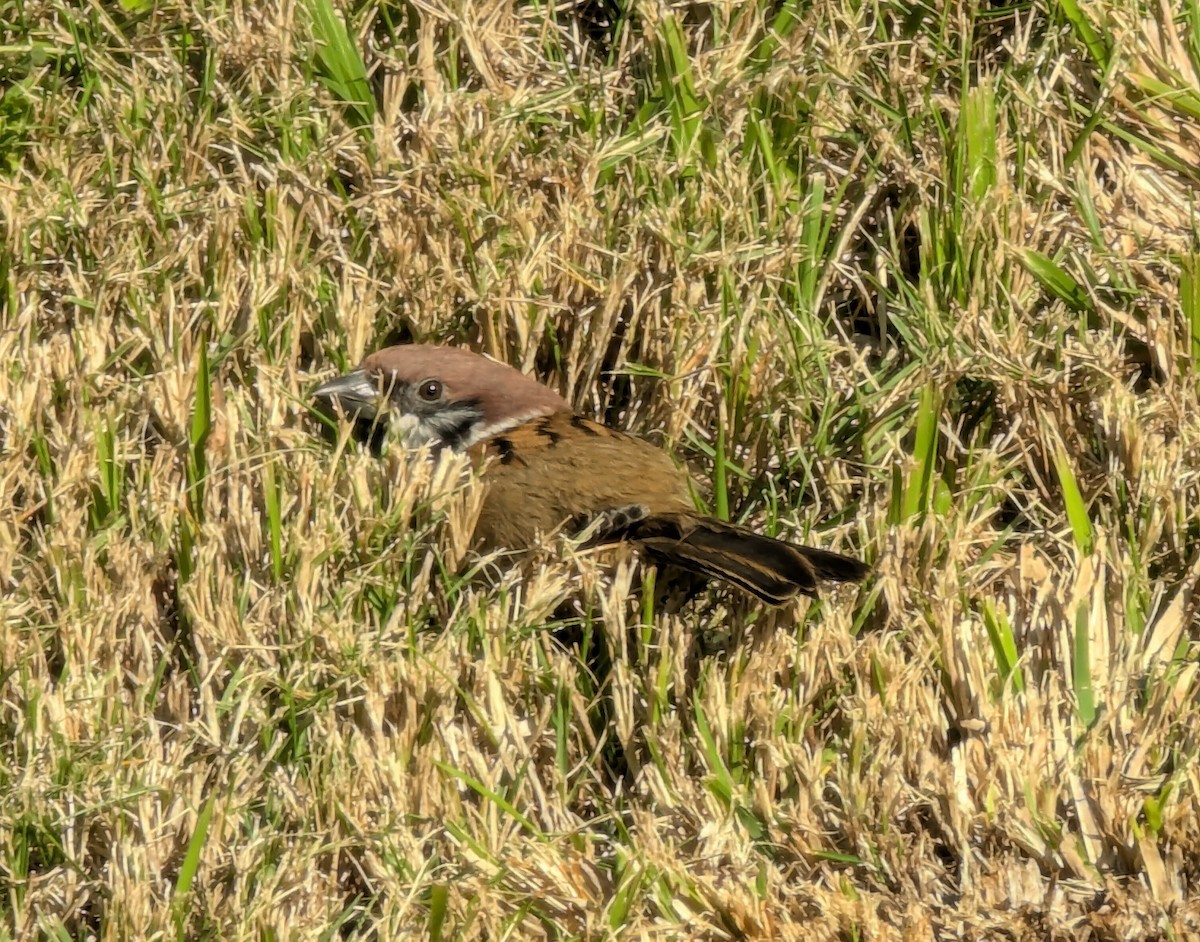 Eurasian Tree Sparrow - ML647563687