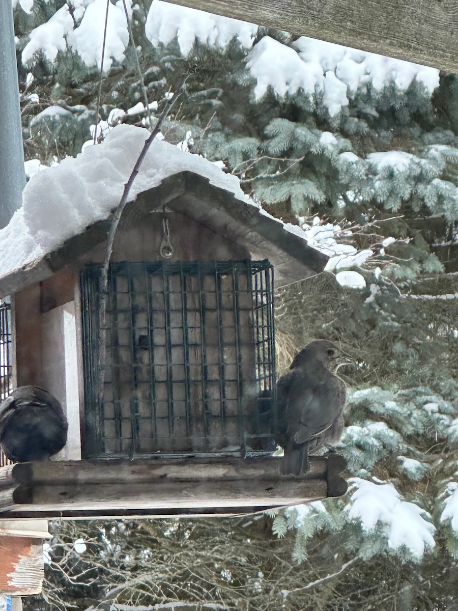 brunhodetrupial - ML647563695