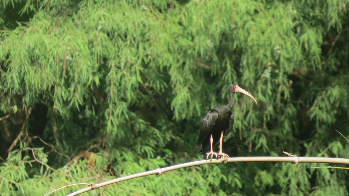 Bare-faced Ibis - ML647563696
