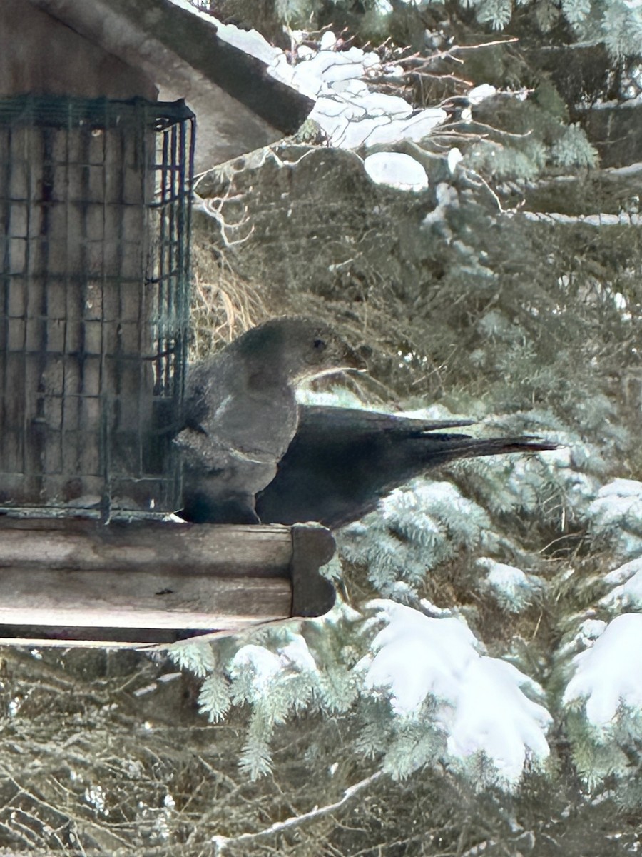 brunhodetrupial - ML647563698