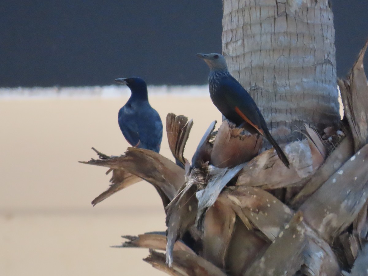 Kızılkanat - ML647563706