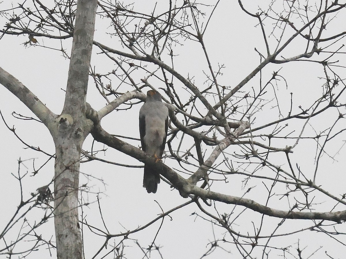 Bicolored Hawk - ML647563710