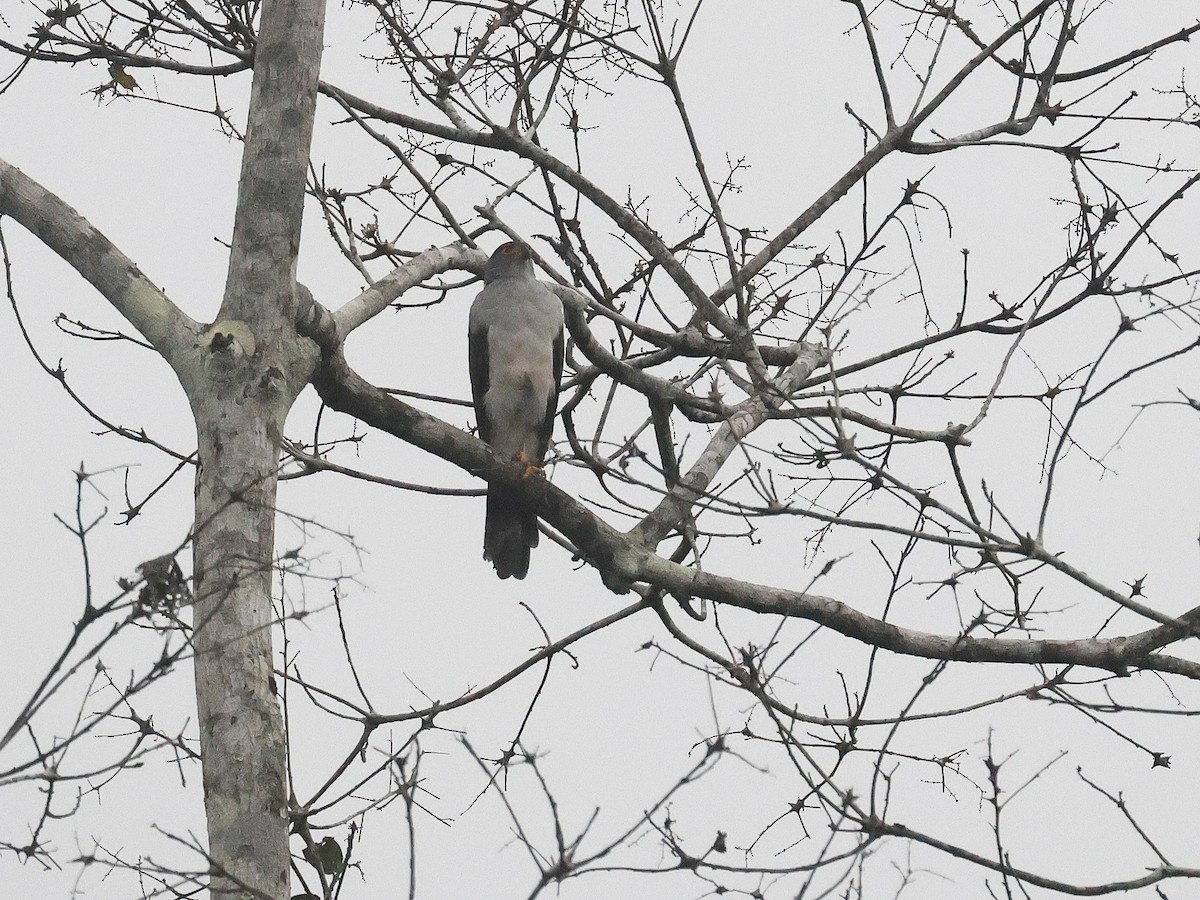 Bicolored Hawk - ML647563711