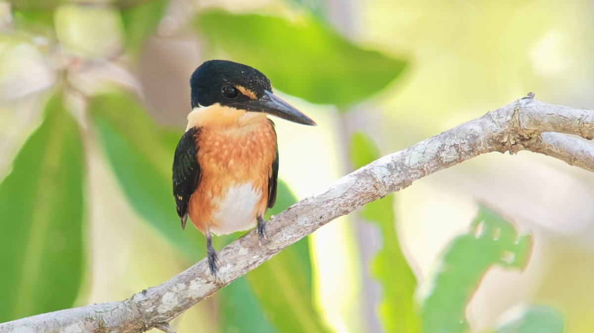 bronseisfugl - ML647563744