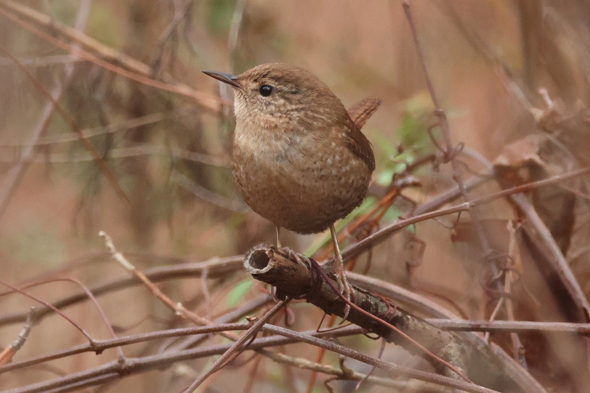 フユミソサザイ - ML647563750