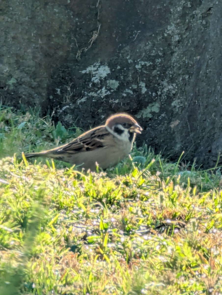 Eurasian Tree Sparrow - ML647563758
