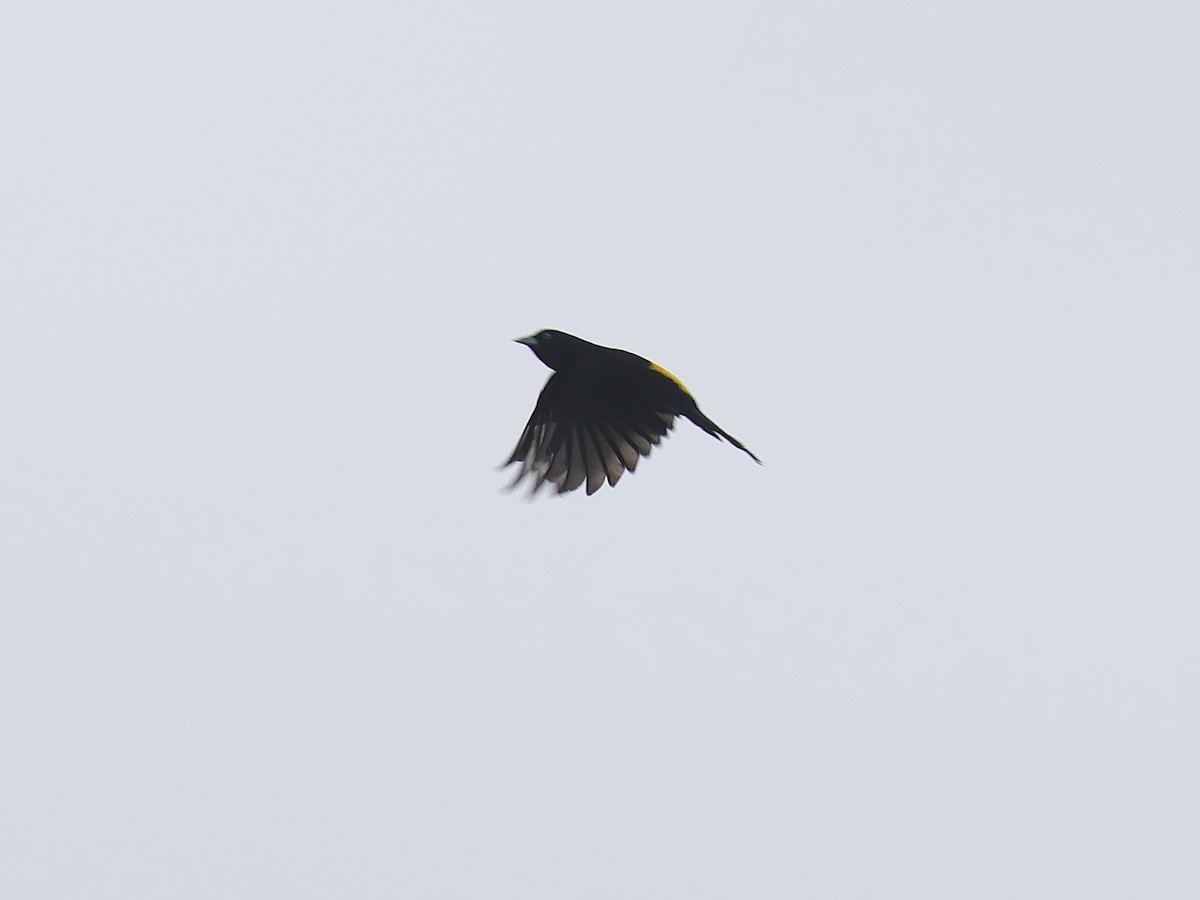 Касик сельвовий - ML647563780