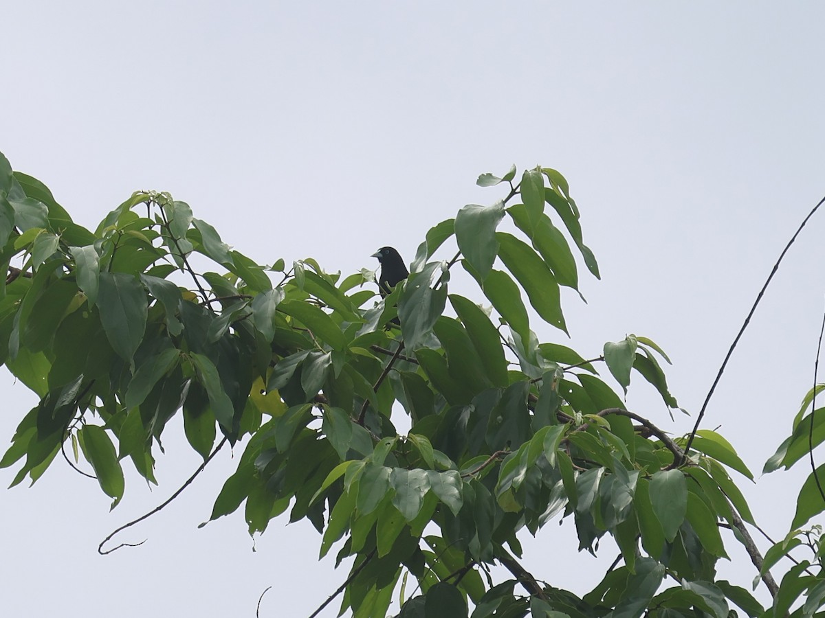 Касик сельвовий - ML647563782