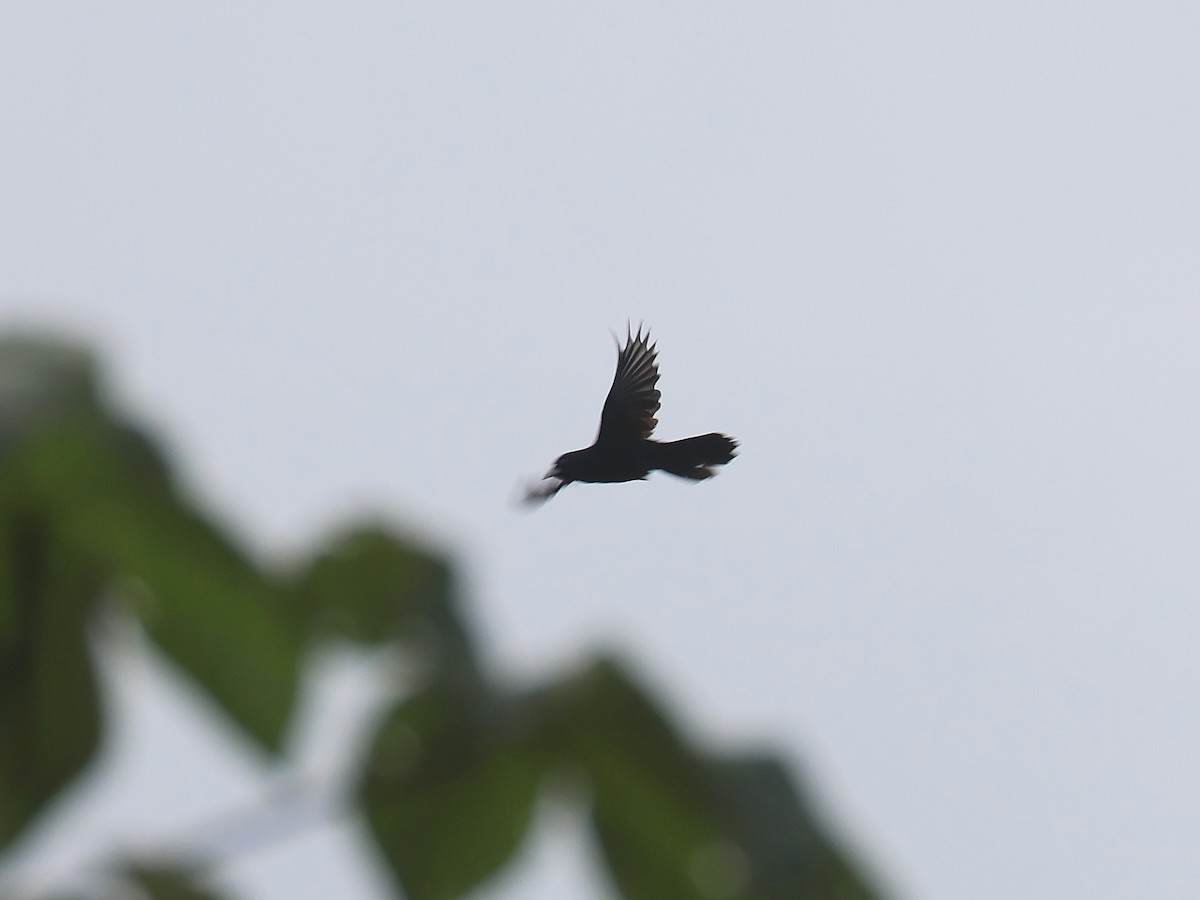 Касик сельвовий - ML647563783