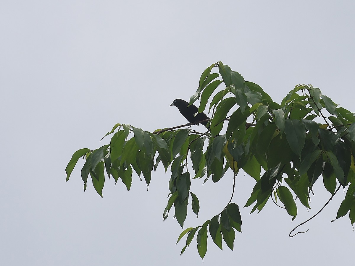 Касик сельвовий - ML647563784