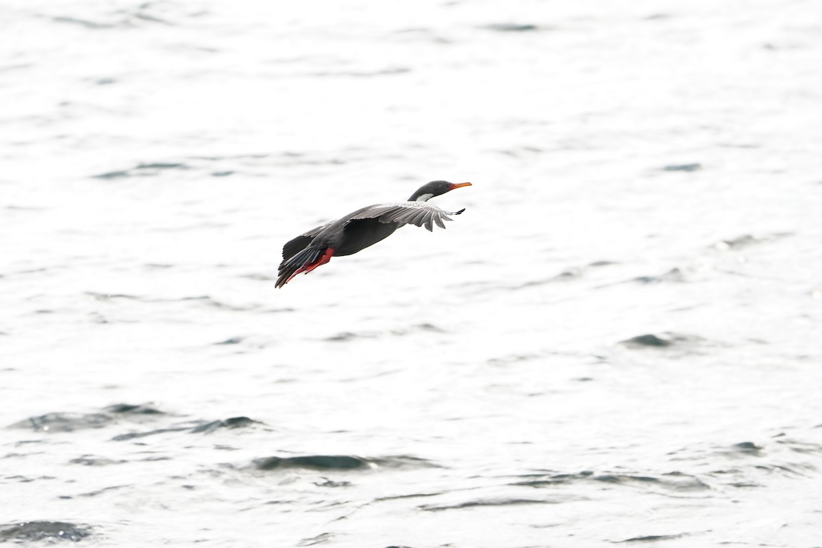 Cormorán Chuita - ML647563800