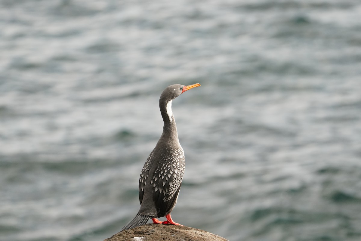 Cormorán Chuita - ML647563801